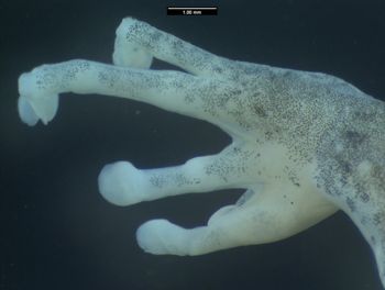 Media type: image;   Herpetology A-136736